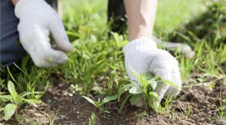 草むしりの写真