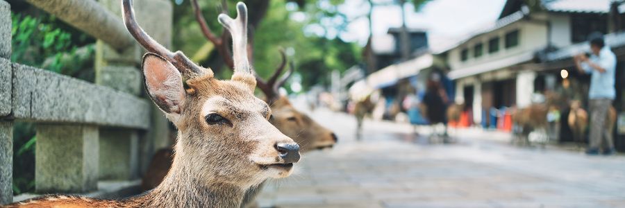 奈良の鹿